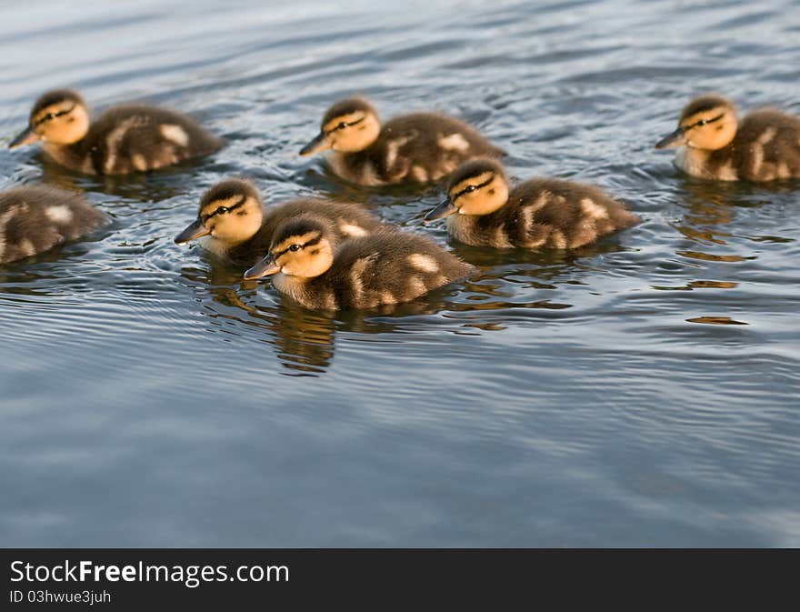 A flock of young ducks. A flock of young ducks