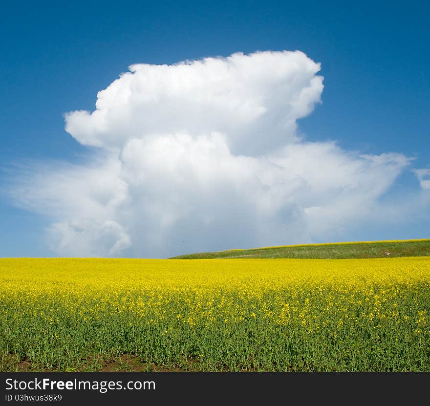 Field of yellow