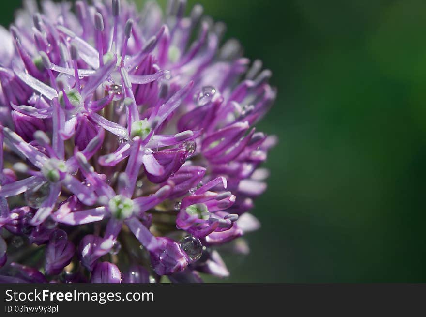 Allium Flower Head (macro)