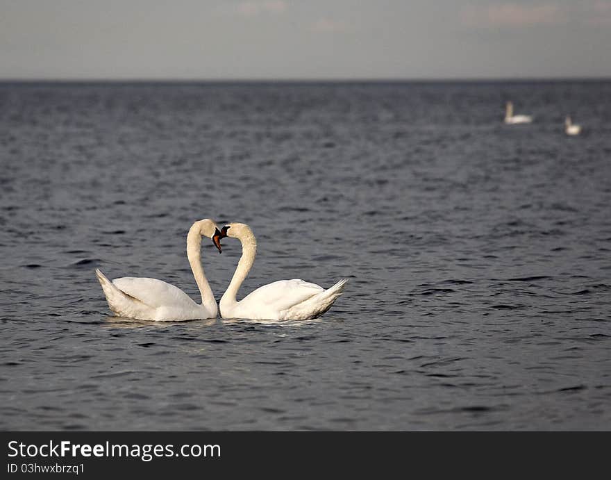 Swans in the Baltic sea.