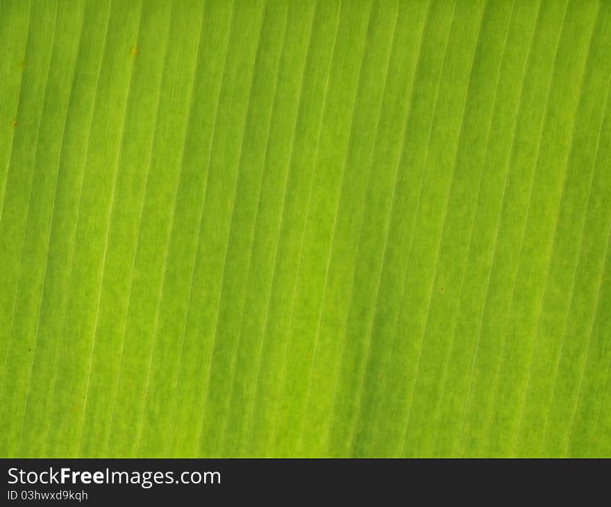 Texture of a leaf of a banana palm tree. Texture of a leaf of a banana palm tree