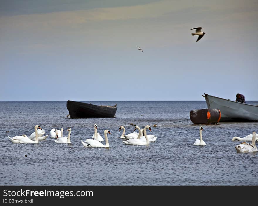 Swans In The Baltic Sea.