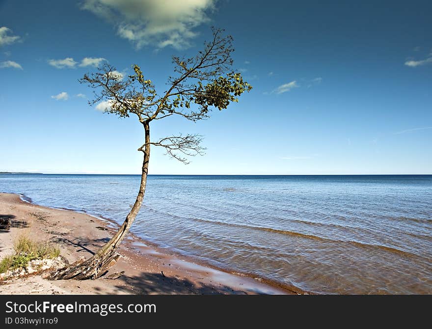 Single pine at the seashore. Baltic sea, Riga gulf.