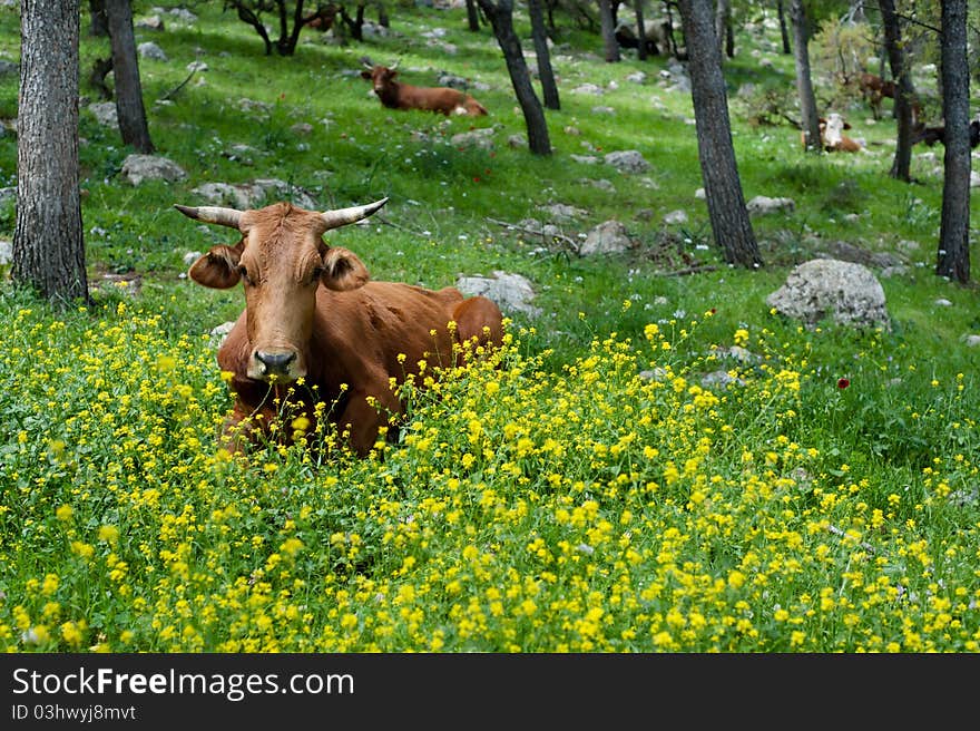 Free Range Cattle