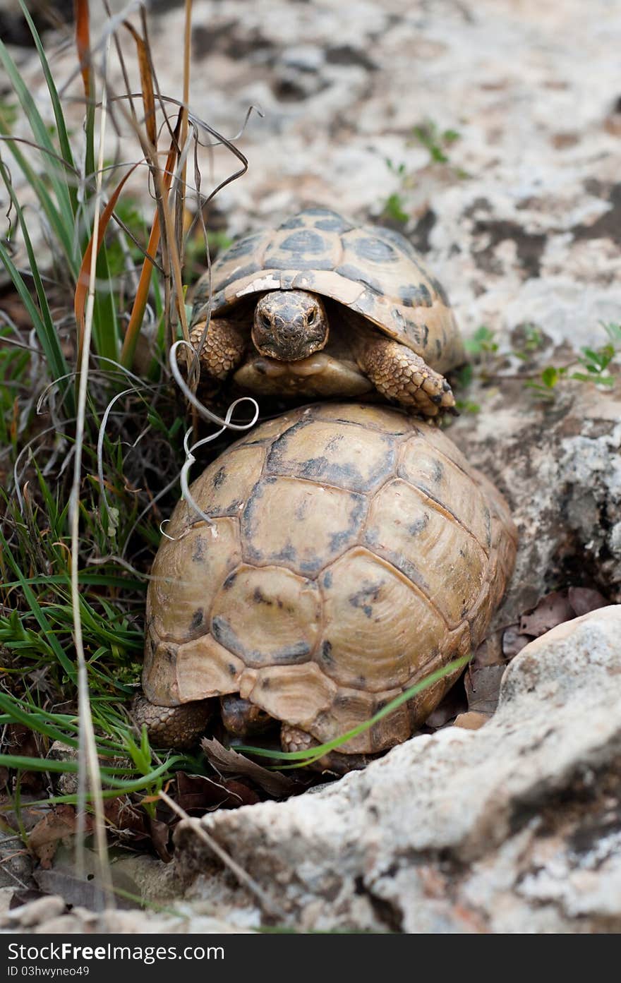 Turtle Sex: Slow And Steady