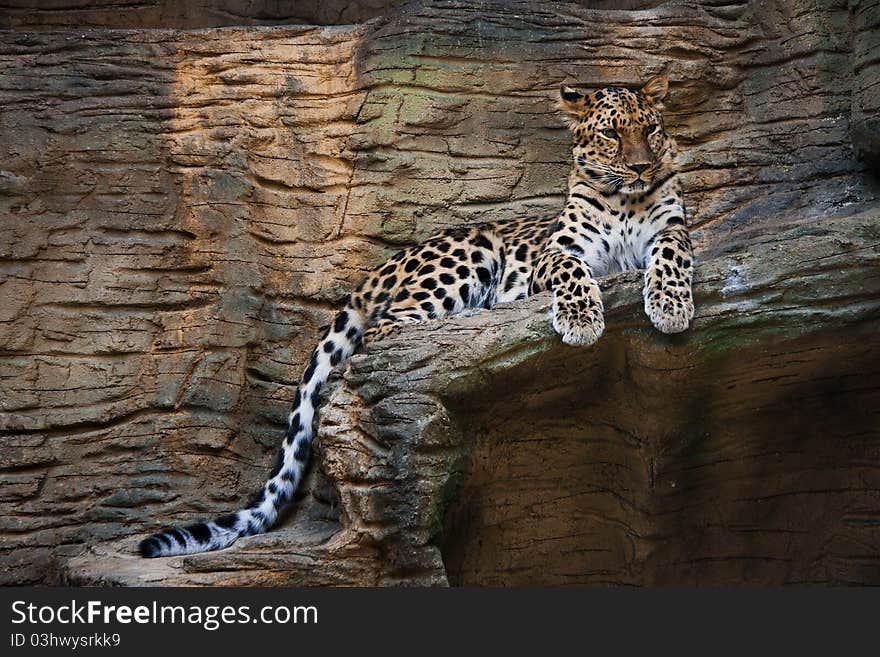 Jaguar (Panthera onca)