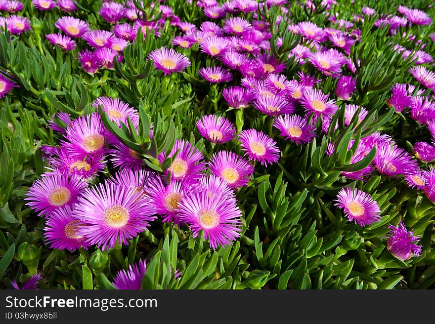 Bright Pink Flower On Creeping Succulent Plant