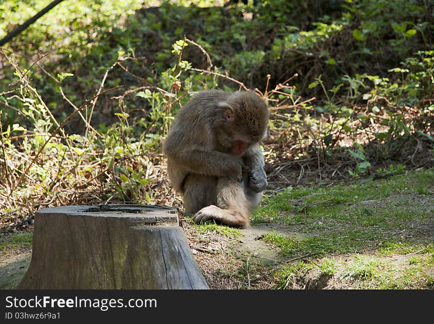 Macaque monkey do morning hygiene