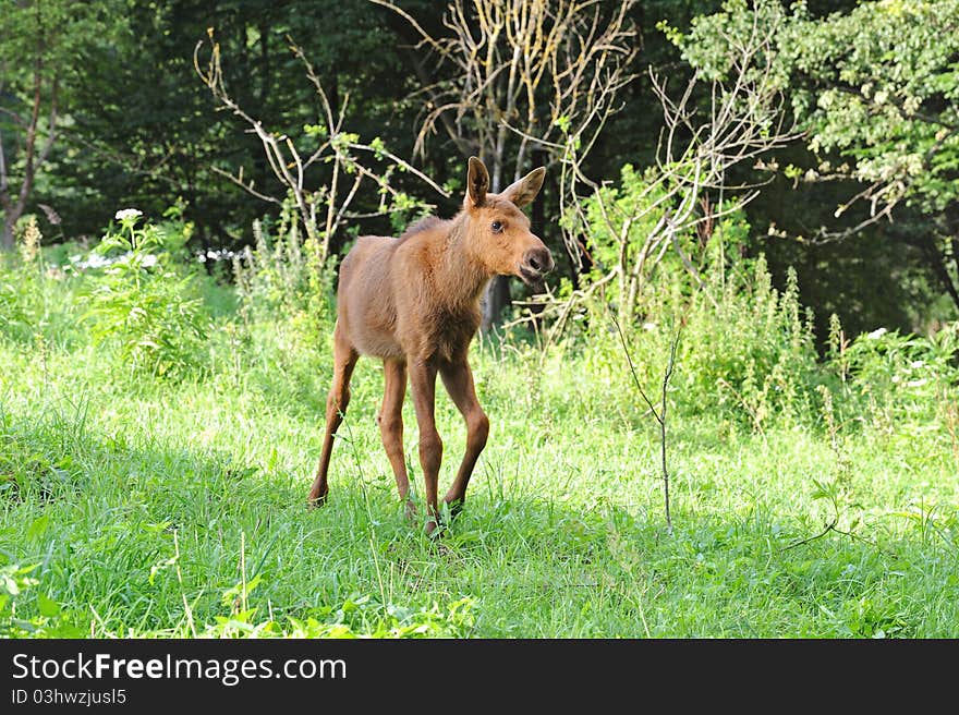 Canadian Elk