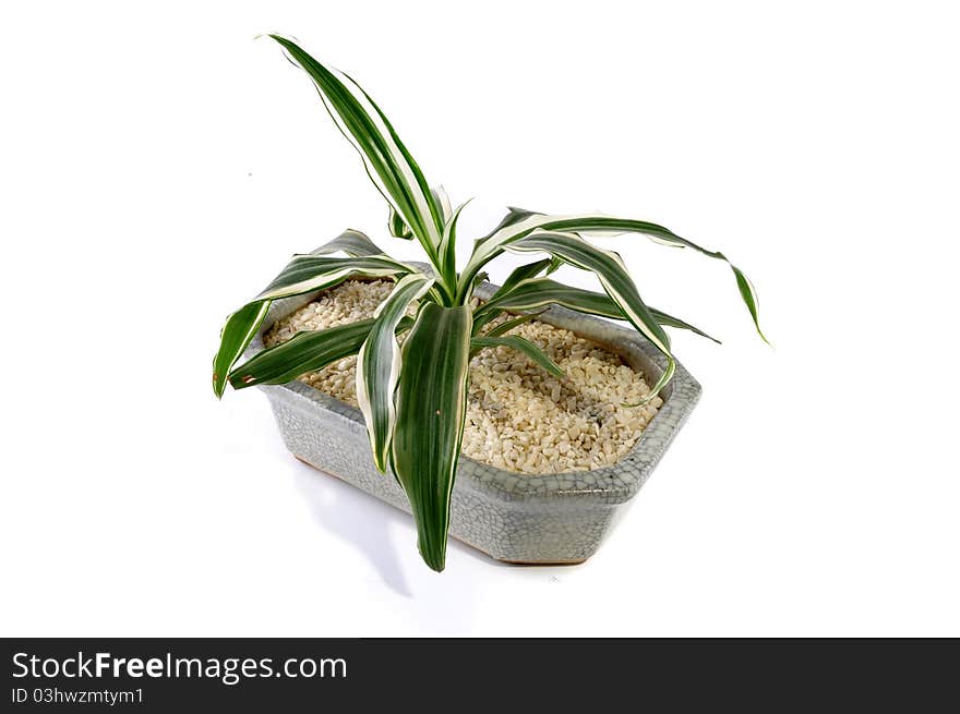 Zen Plant in a granite vessel on a white background