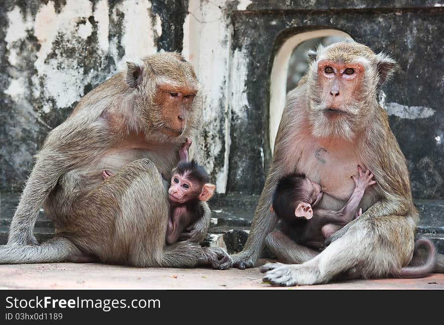 Family of monkeys on mountain