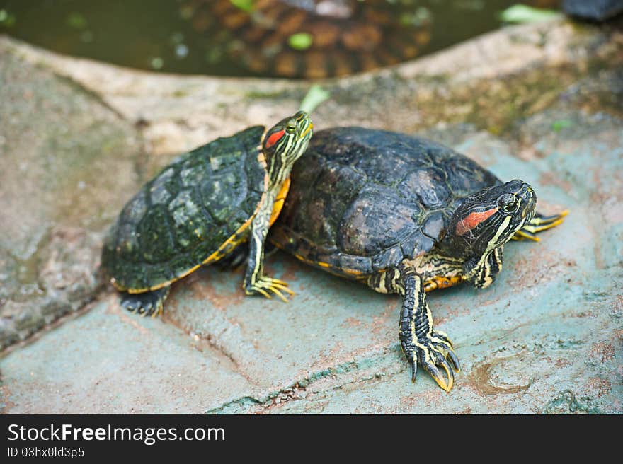 Box Turtle (Terrapene carolina) in a zoo