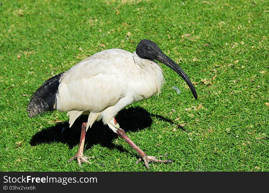 Sacred Ibis at Sydney (Australia). Sacred Ibis at Sydney (Australia)