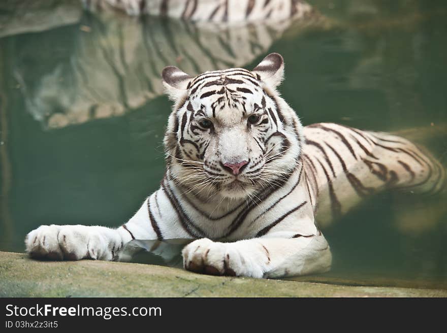 White tiger in water