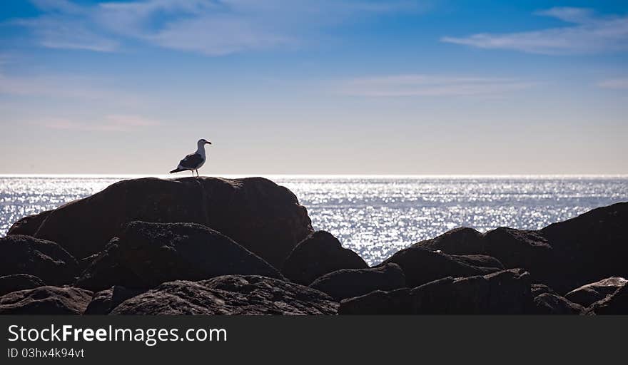 Seagull Resting on Rocks