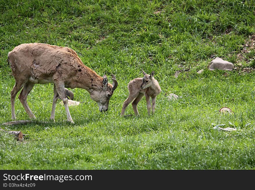 Urial adult and juvenile