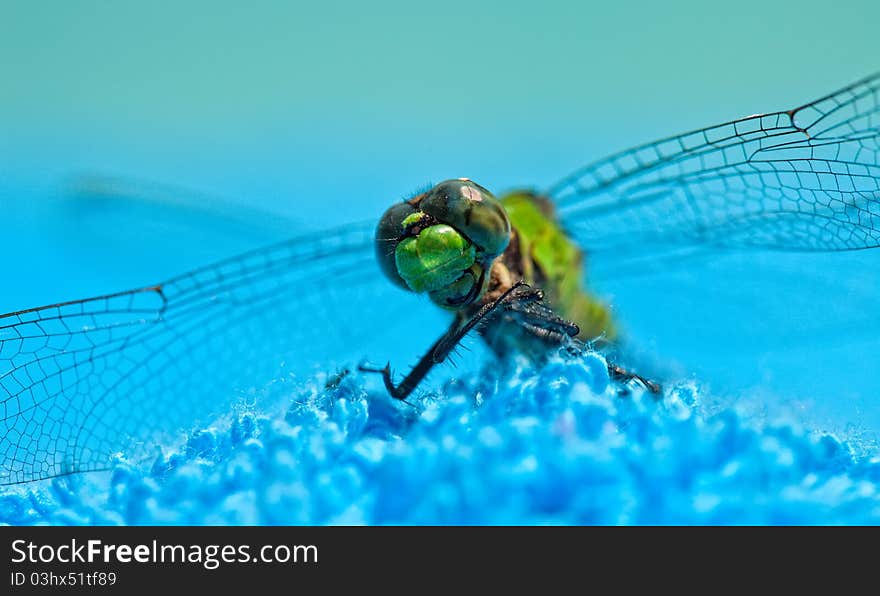 Close-Up of Green Dragonfly