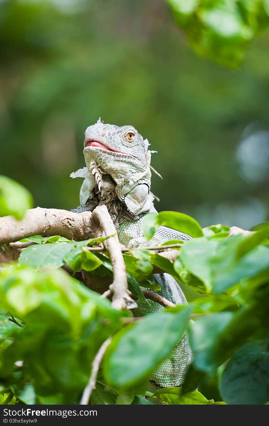 Green Iguana on top of tree