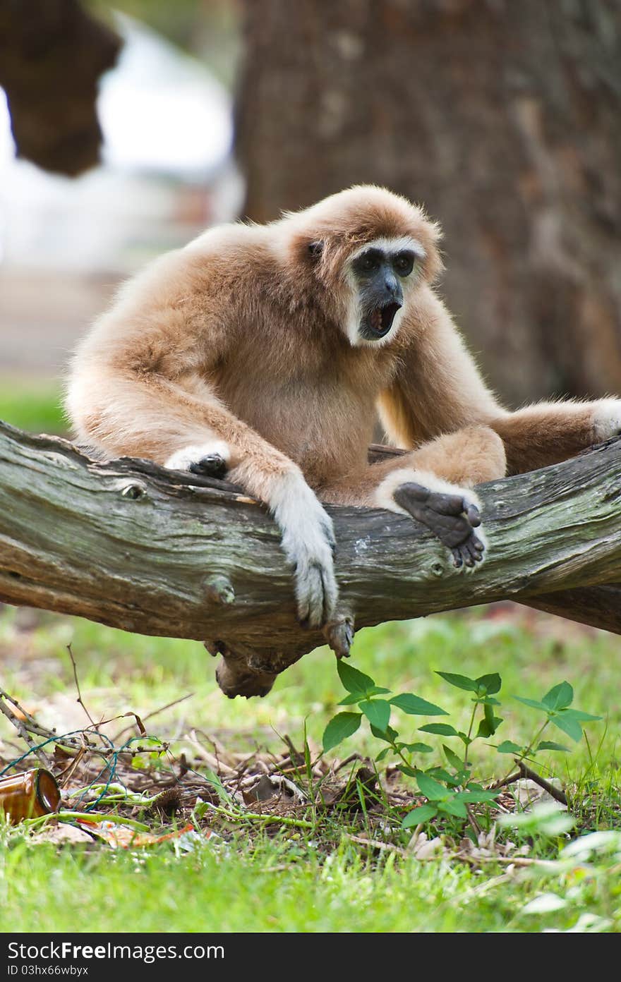 White handed Gibbon or Lar Gibbon sitting