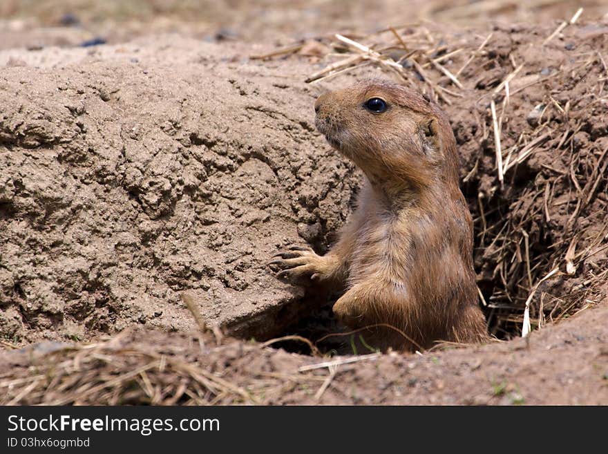 Prairie Dog taking a look around from his hole in the ground. Prairie Dog taking a look around from his hole in the ground.