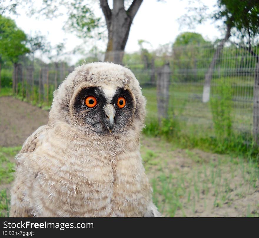 Wild baby owl