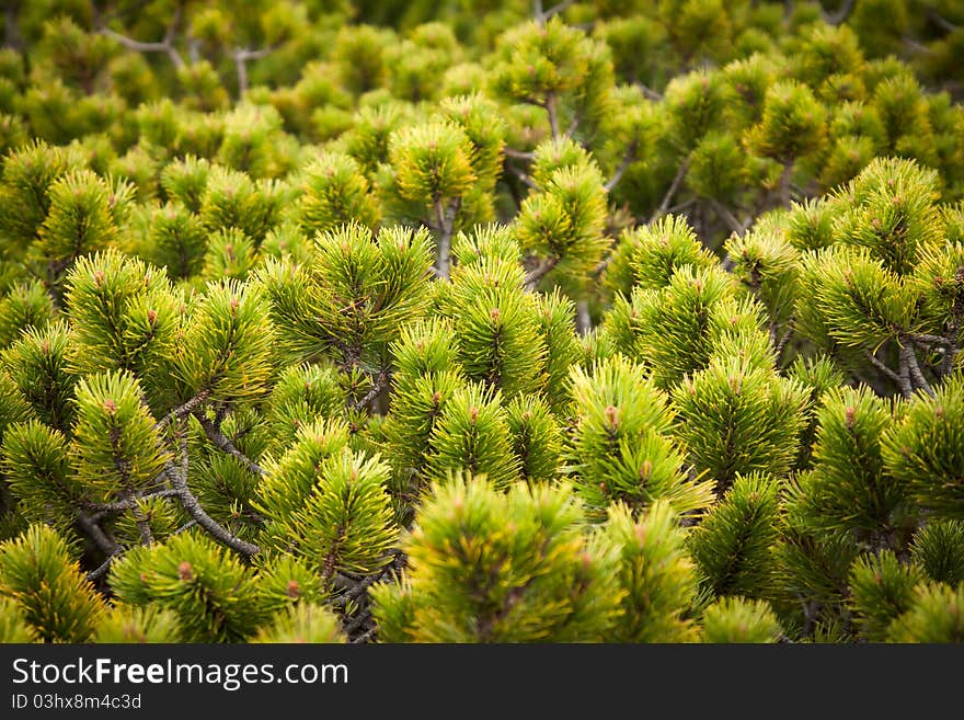 Pine bushes