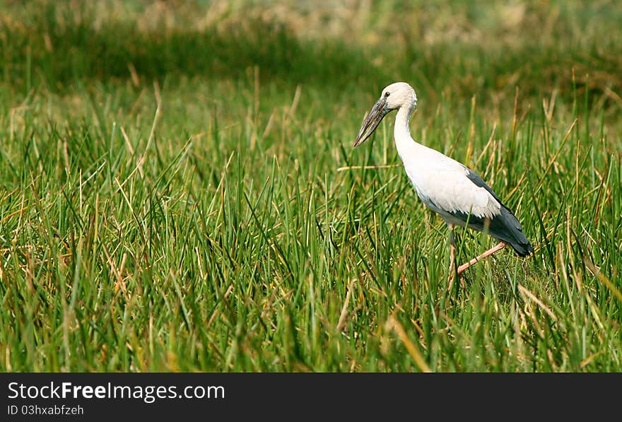 Asian openbill stock in the wetland of Chilika. Chilika is the largest Lagoon of India. Asian openbill stock in the wetland of Chilika. Chilika is the largest Lagoon of India