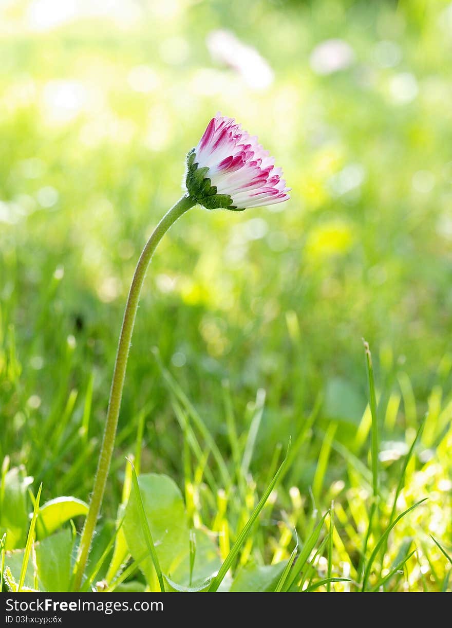 Daisy on the blurred green background. Daisy on the blurred green background