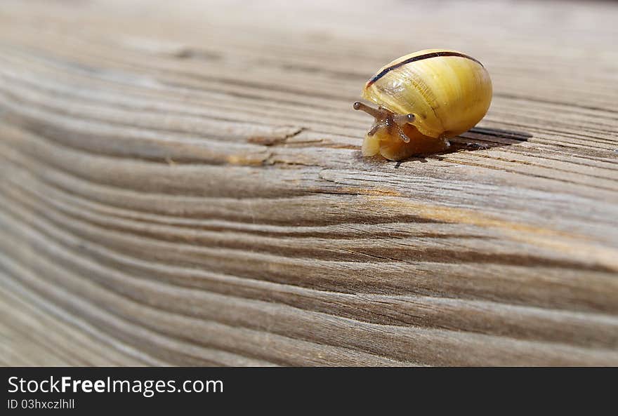 Close up of a snail on the wood background