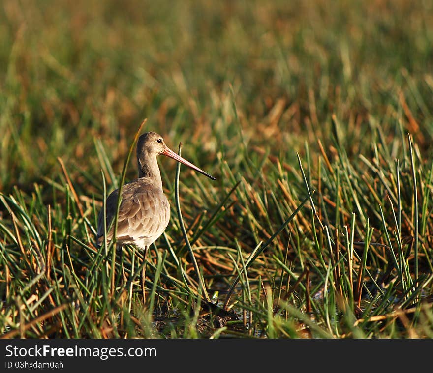 A Godwit is looking for fish in the wetland of Chilika Lake. Chilika is a famous birds sanctuary of India as well as Asia. The place is known as Birdwatcher's paradise. A Godwit is looking for fish in the wetland of Chilika Lake. Chilika is a famous birds sanctuary of India as well as Asia. The place is known as Birdwatcher's paradise.