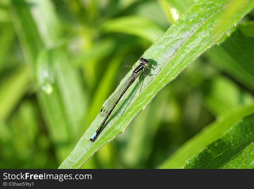 Eastern Forktail Damselfly male Ischnura verticalis early morning