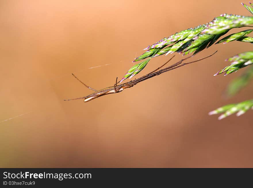 Long-jawed Orb Weaver Spider