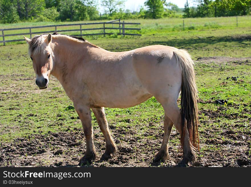 Norwegian Fjord Horse