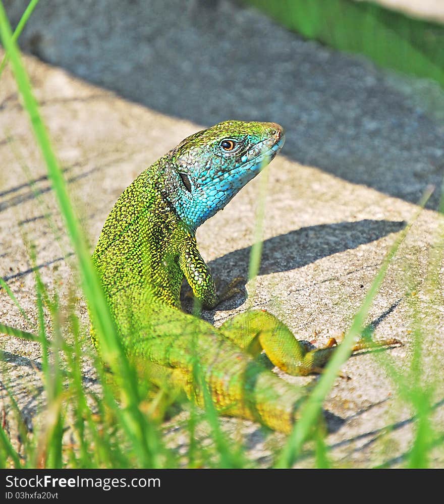 Green Lizard With Short Tail