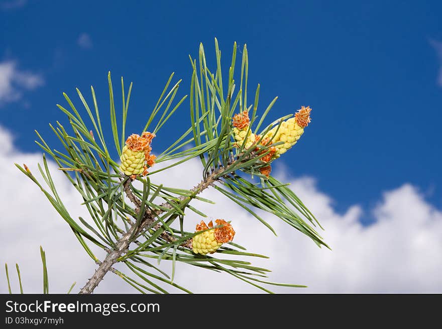 Branch of the pine tree