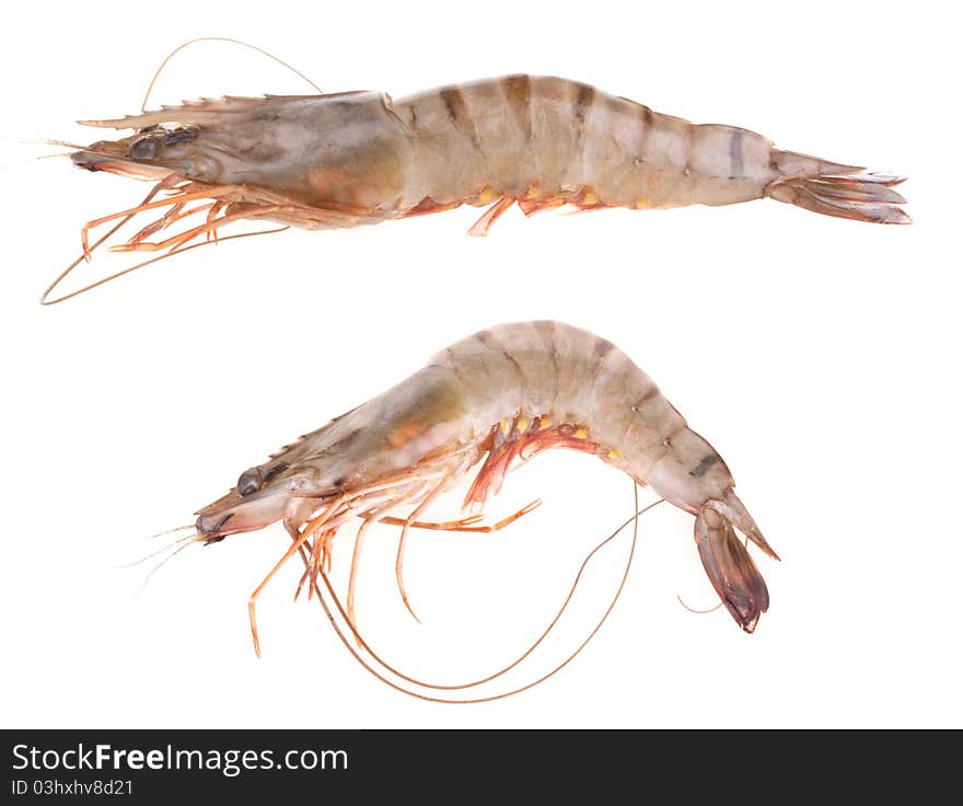 Tiger prawn, isolated on white background. Tiger prawn, isolated on white background