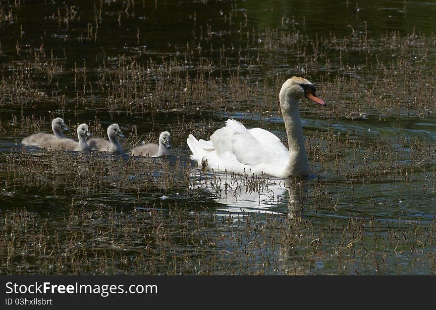 Family Of Swans