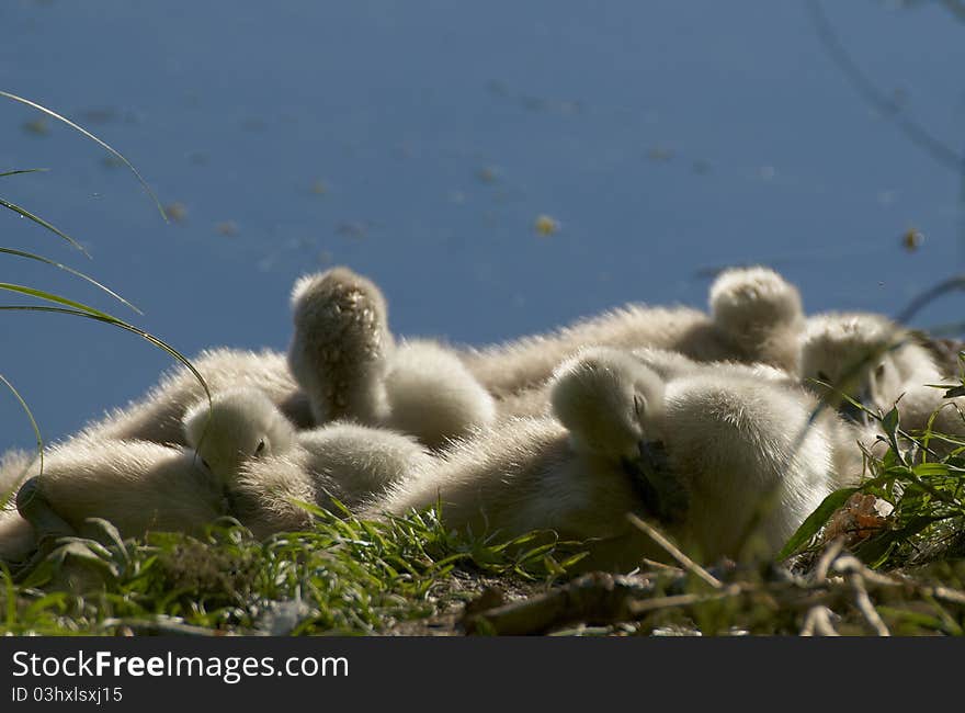 Family of swans at the lake