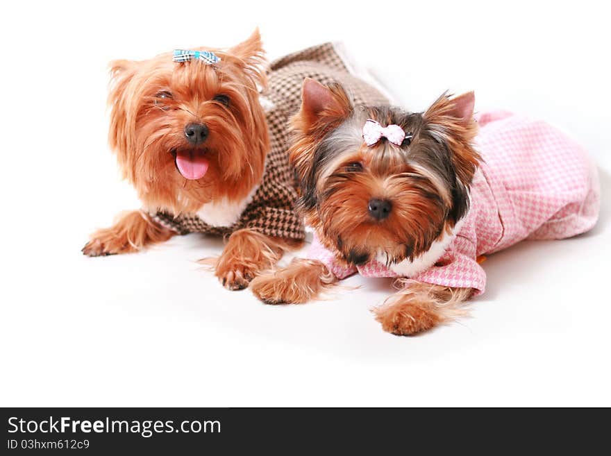 Yorkshire terrier on a white background