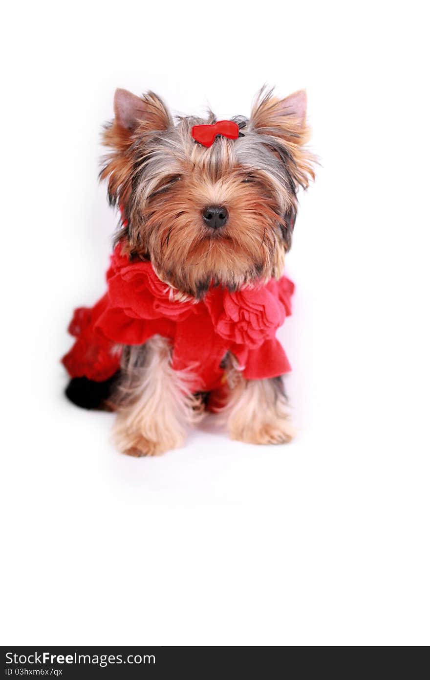 Yorkshire terrier  on a white background