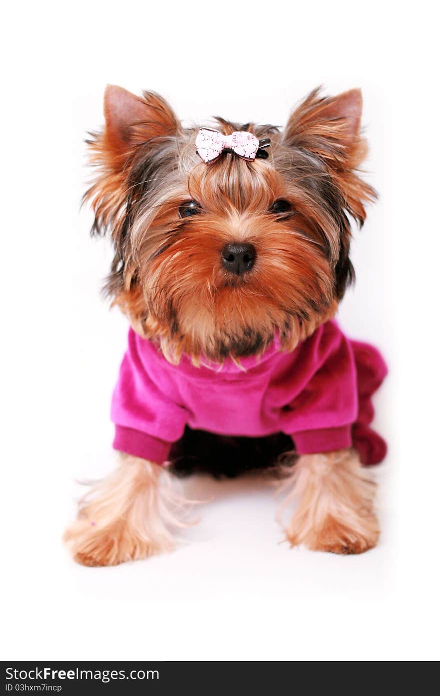 Yorkshire terrier on a white background