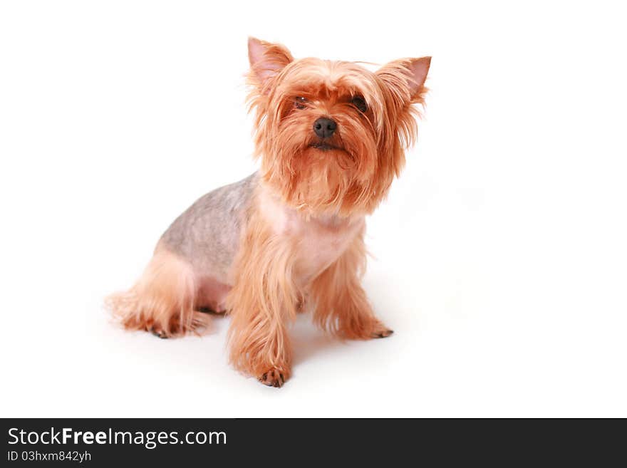 Yorkshire Terrier