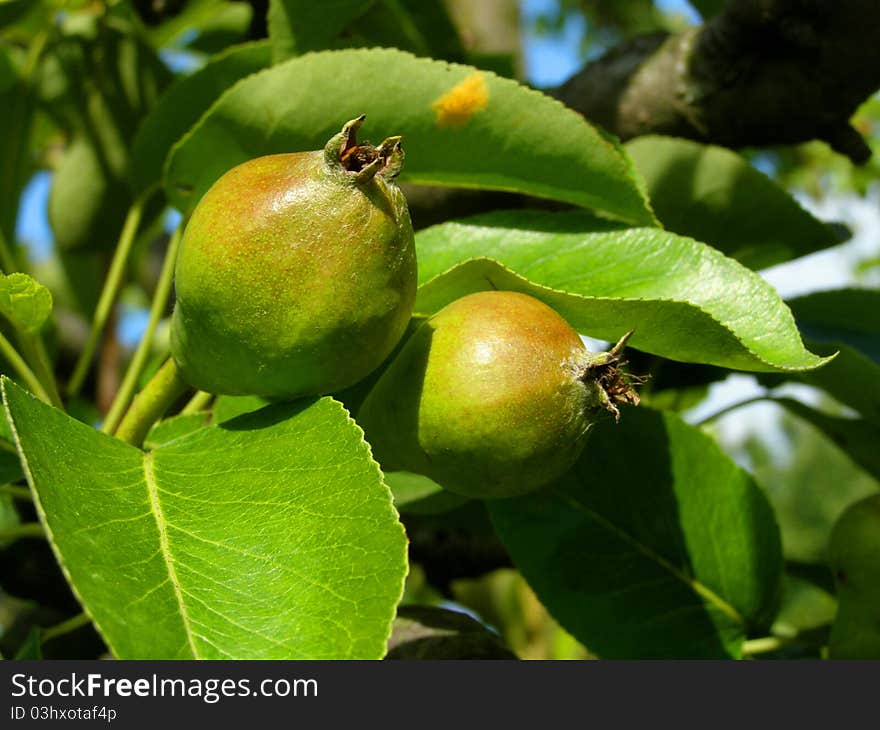 Pears in orchard