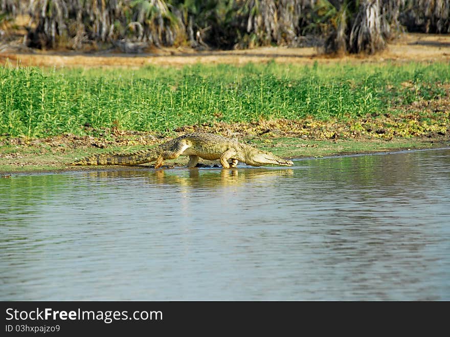 Nile crocodile in the Rufiji River, Selous reserve