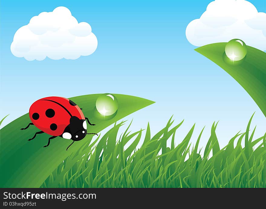 Ladybug On Grass