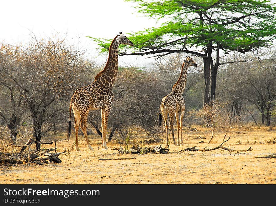 Masai Giraffes In The Selous Reserve