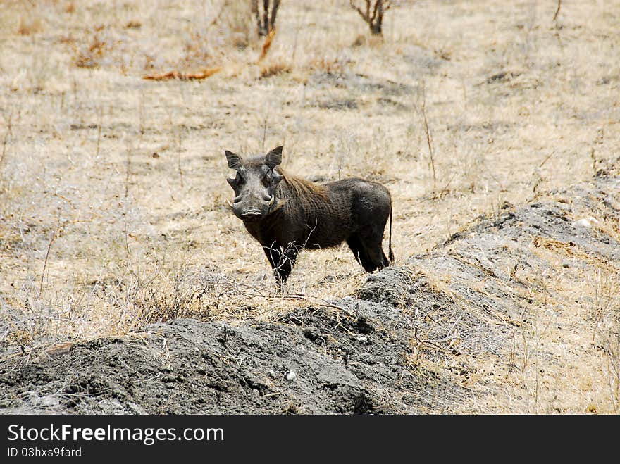 Warthog at Selous national park