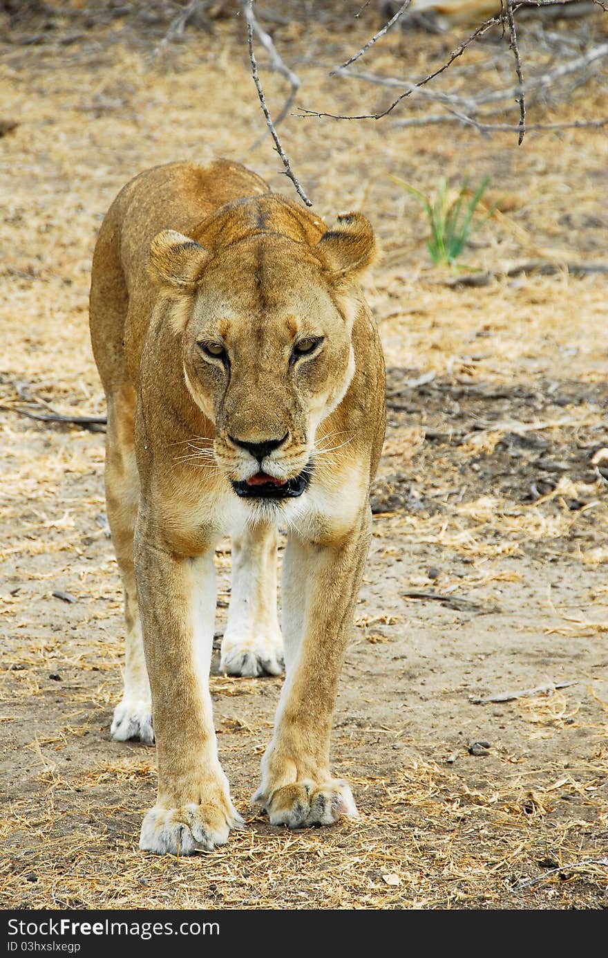 Lioness Stalking In The Selous Reserve