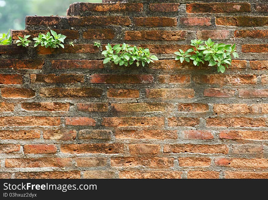 Old brick wall and new grass, Thailand