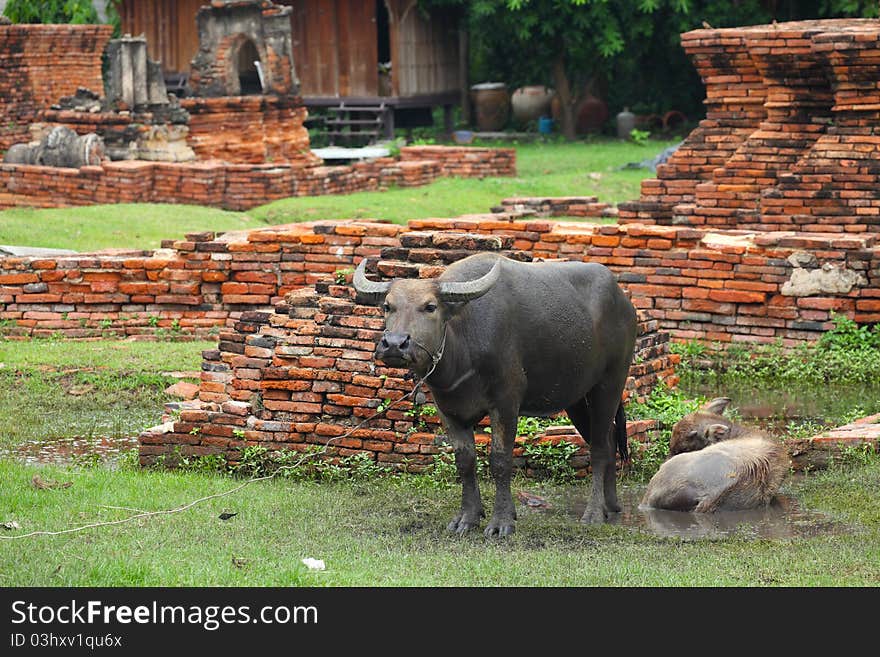 Buffalo in Ancient City